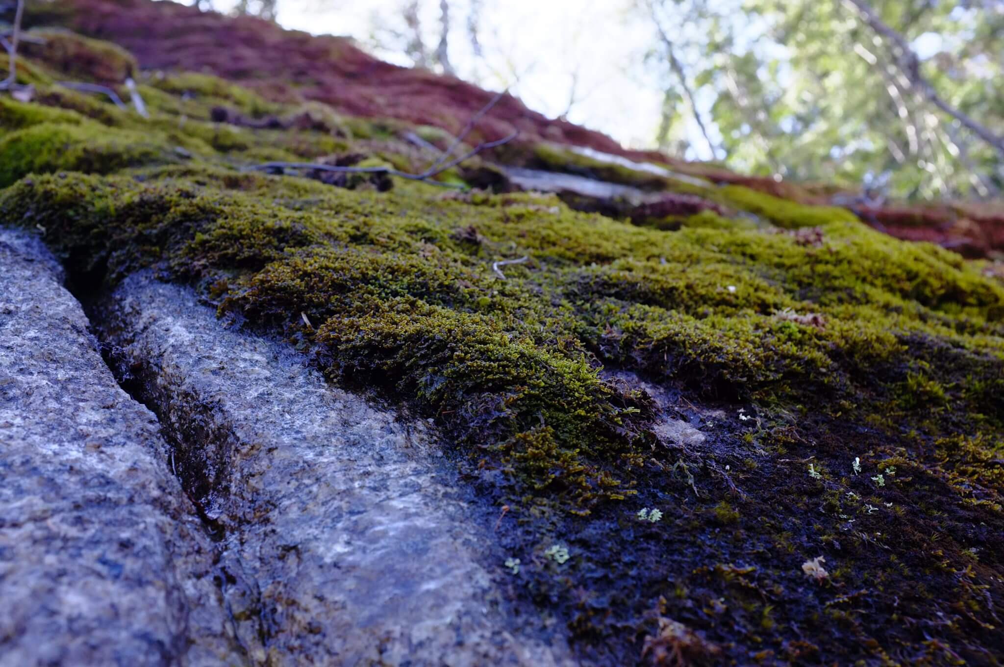 Close-up of mossy cliff face