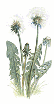 Picture of a dandelion
