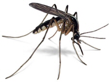 Minnesota mosquito, shown actual size
