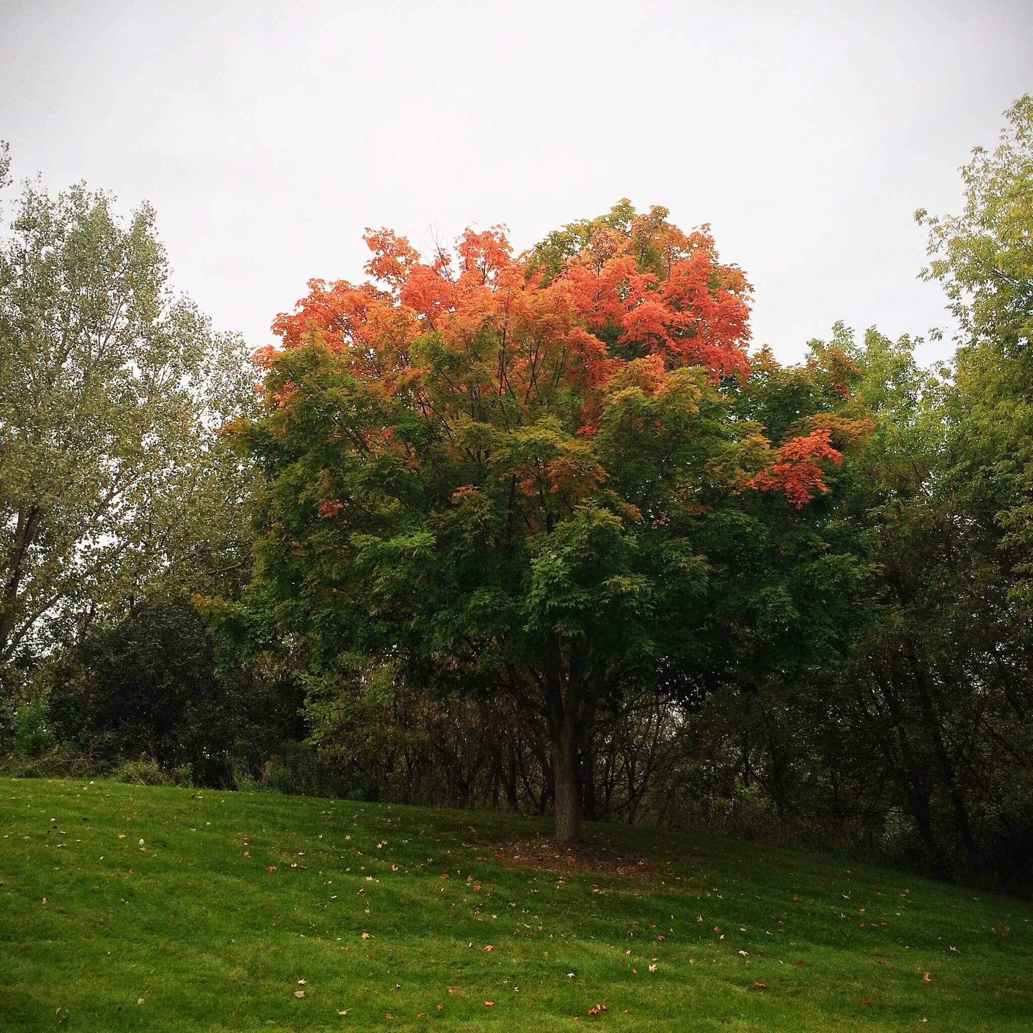 The tree on September 24, 2014