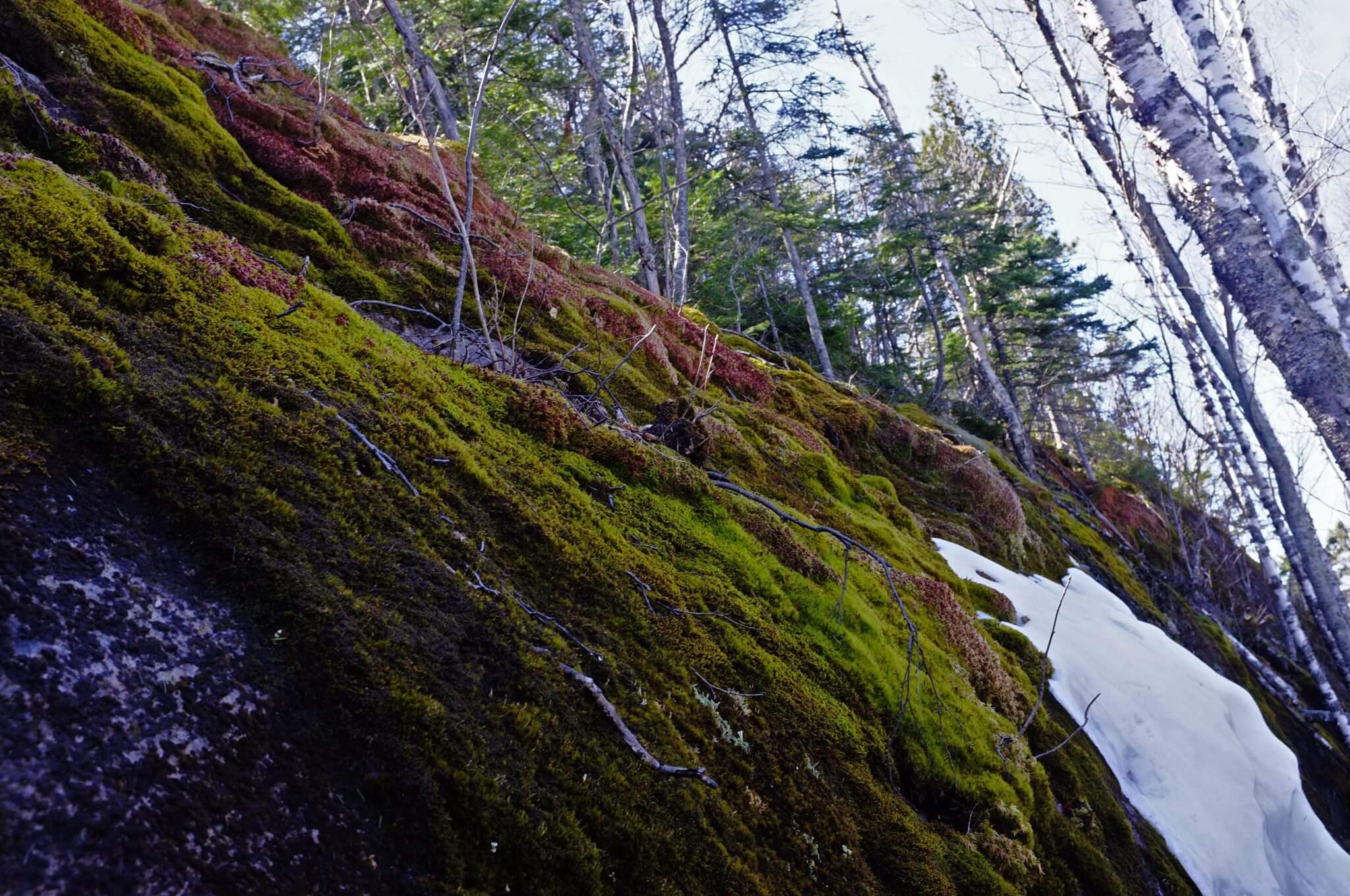 Mossy cliff face on approach to Carlton Peak