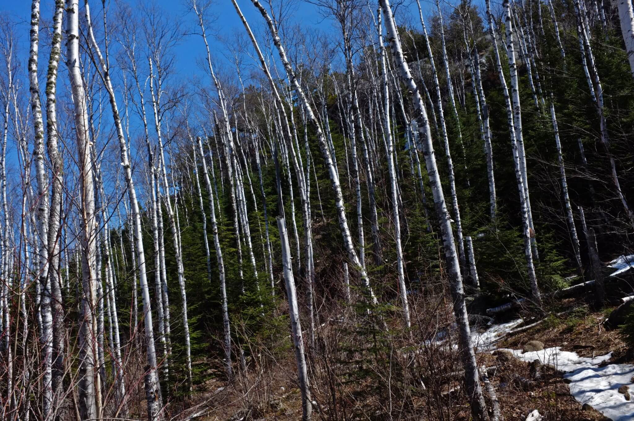 Approach to Carlton Peak